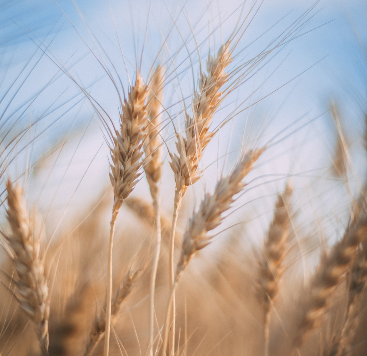 Plantação de trigo representando o setor de alimentos e bebidas
